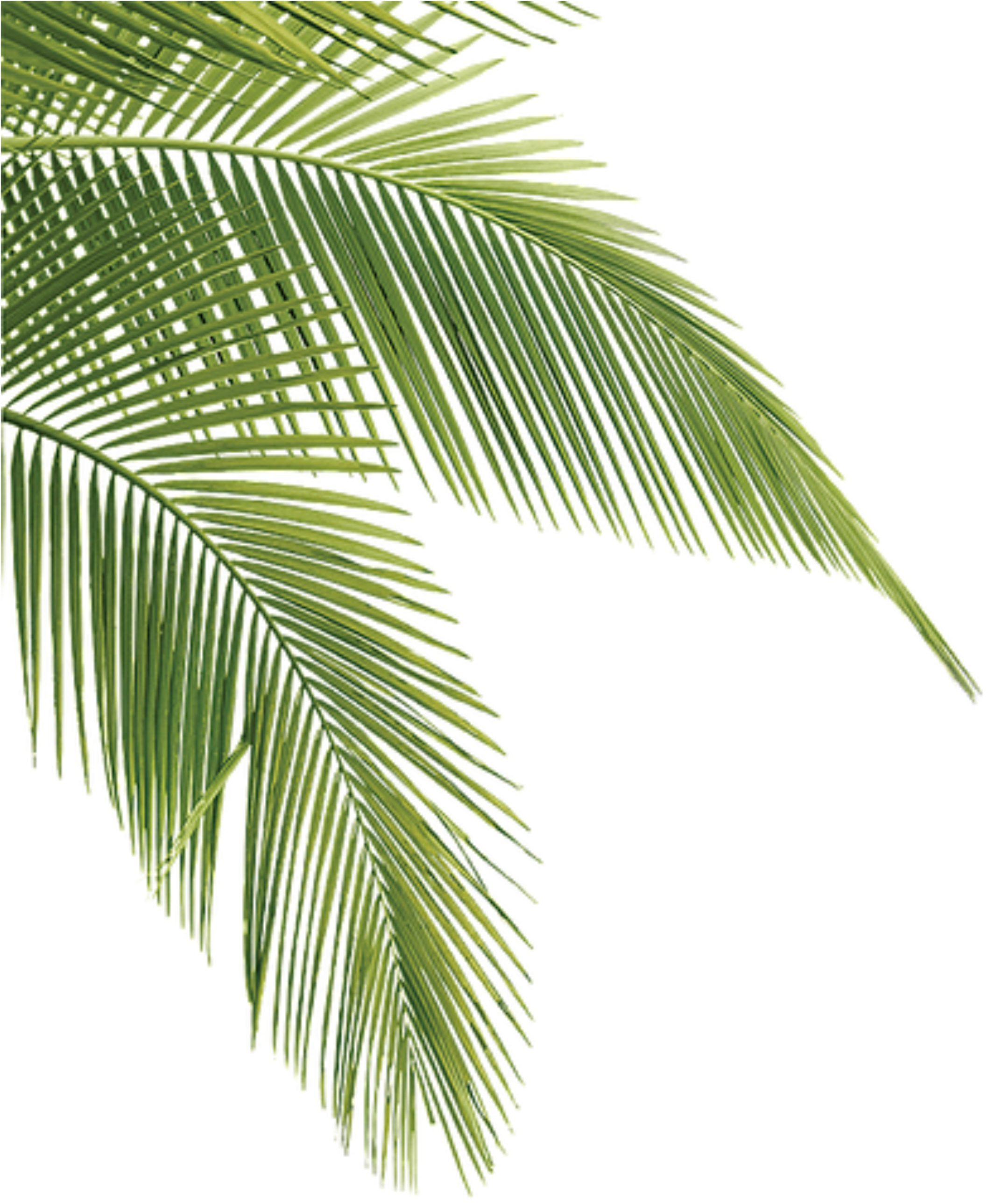 Vibrant Green Palm Leaves