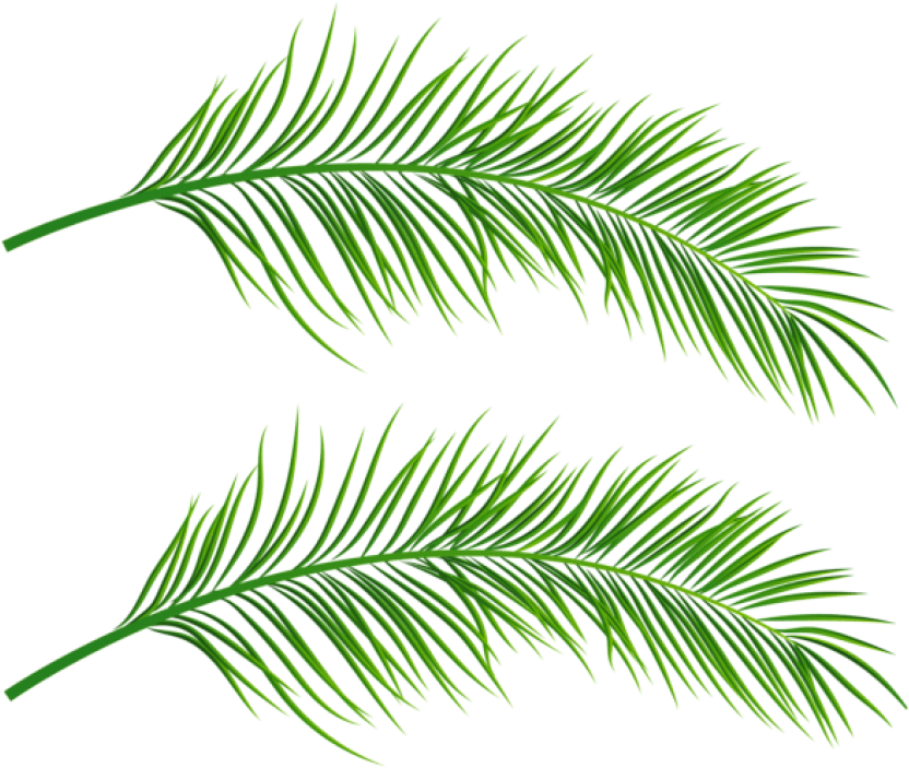 Vibrant Green Palm Leaves