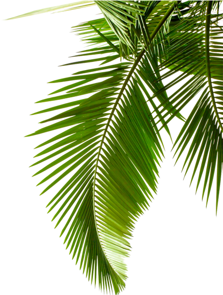 Vibrant Green Palm Leaves