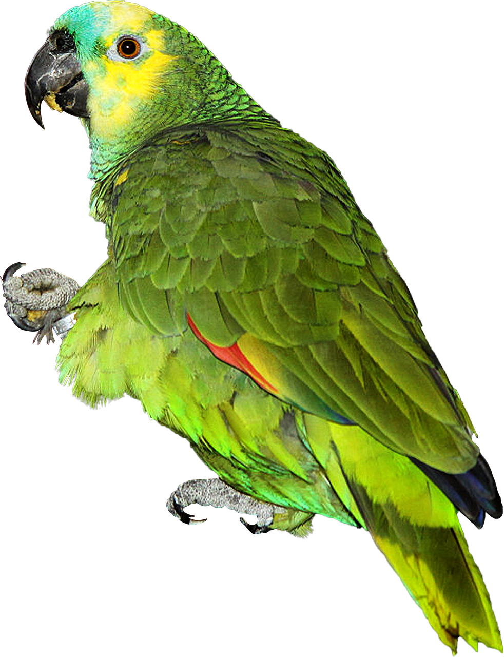 Vibrant Green Parrot Portrait