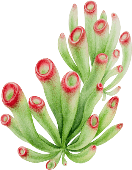 Vibrant Green Succulent Artwork