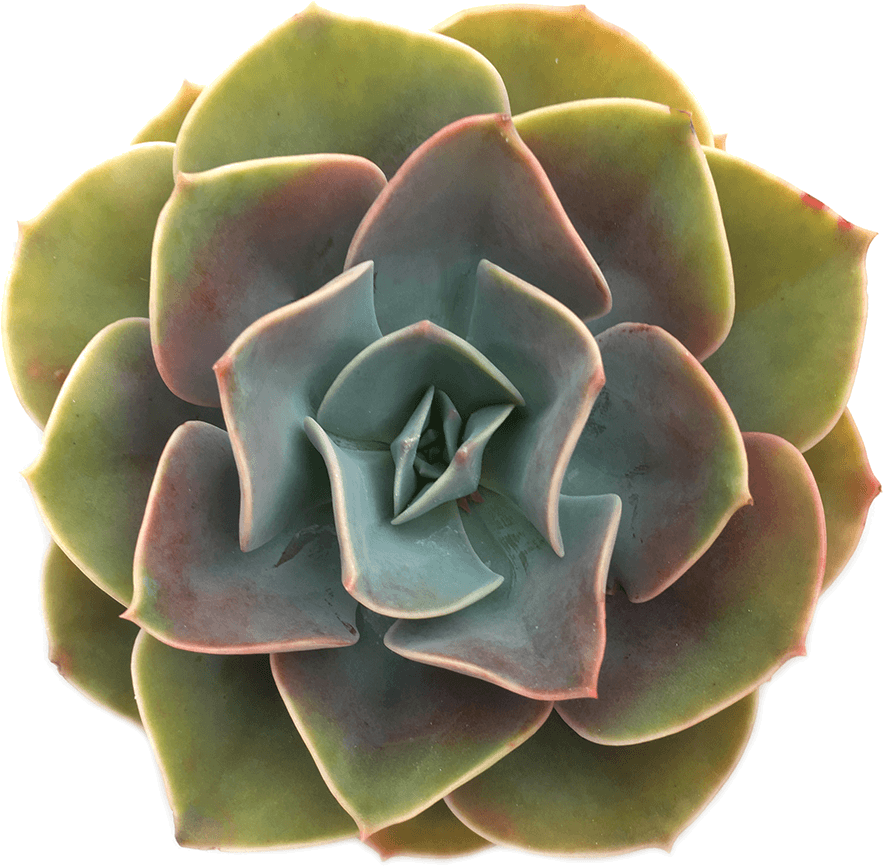 Vibrant Green Succulent Top View