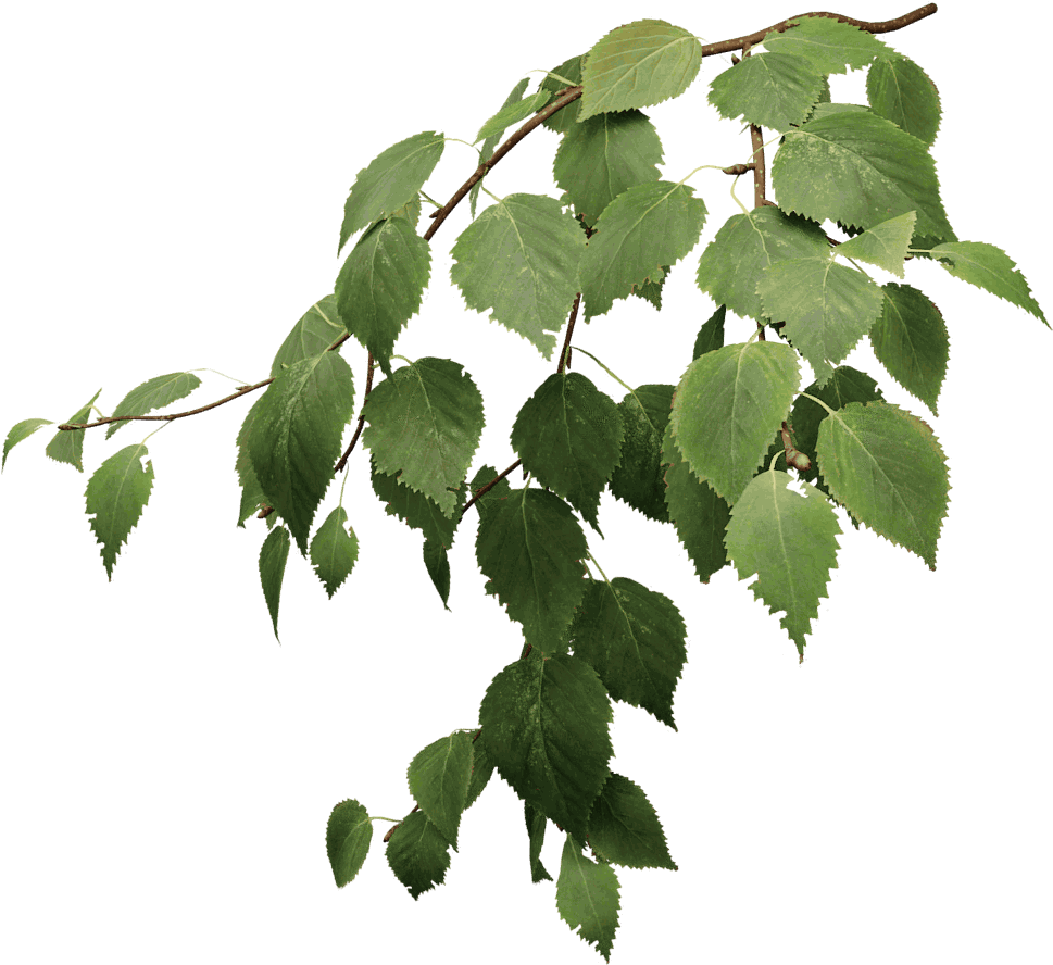 Vibrant Green Tree Leaves Branch