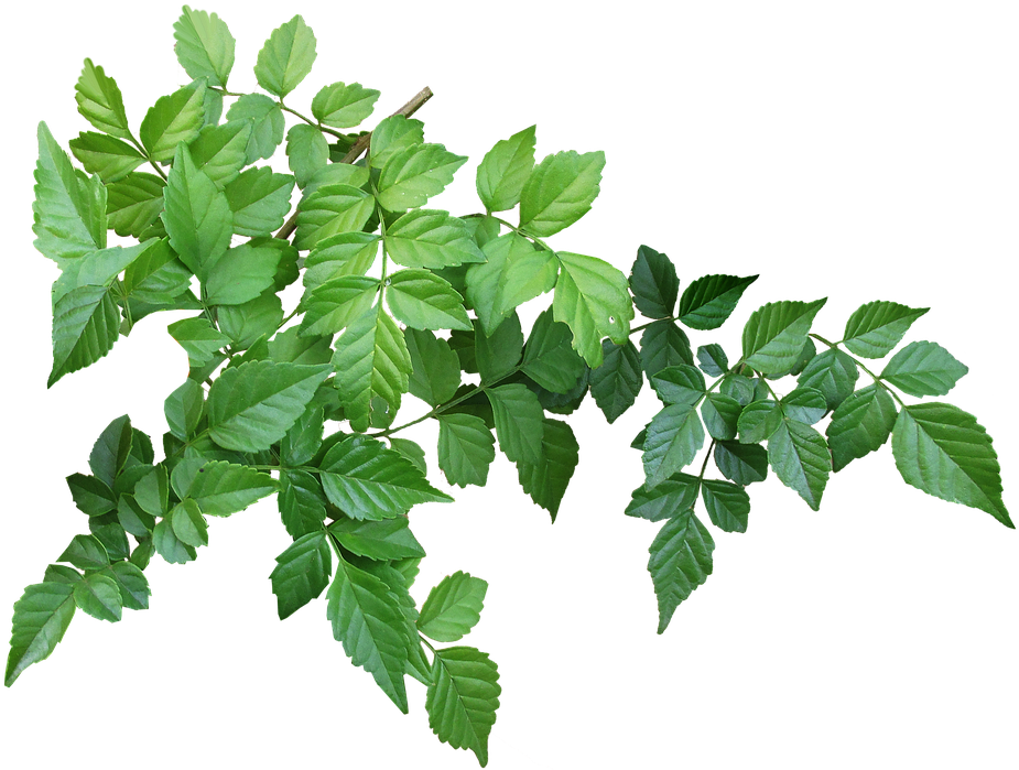 Vibrant Green Tree Leaves Transparent Background