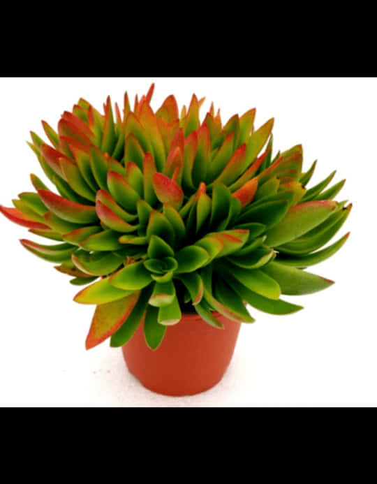 Vibrant Greenand Red Succulentin Pot.jpg