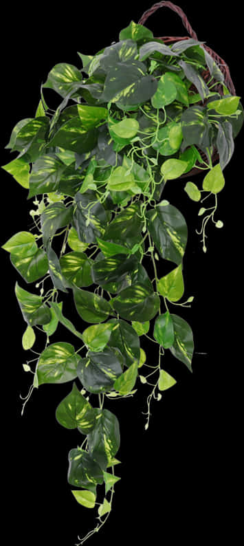 Vibrant Hanging Green Plant.jpg