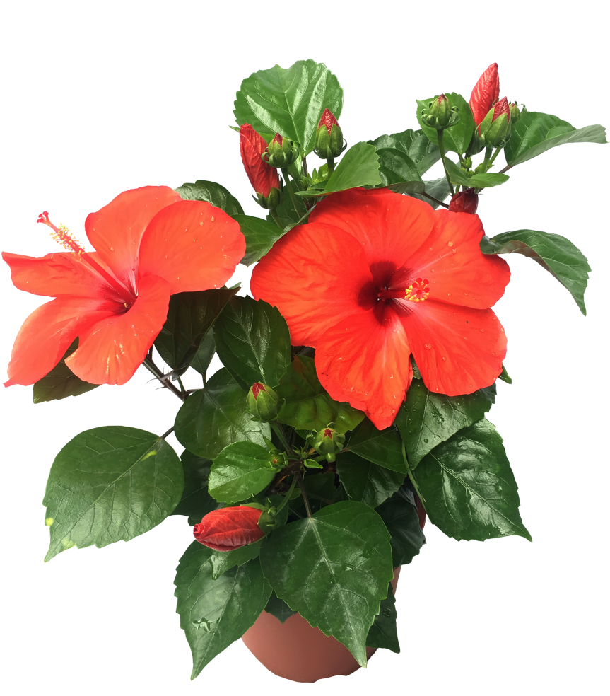 Vibrant_ Hibiscus_ Flower_ Pot