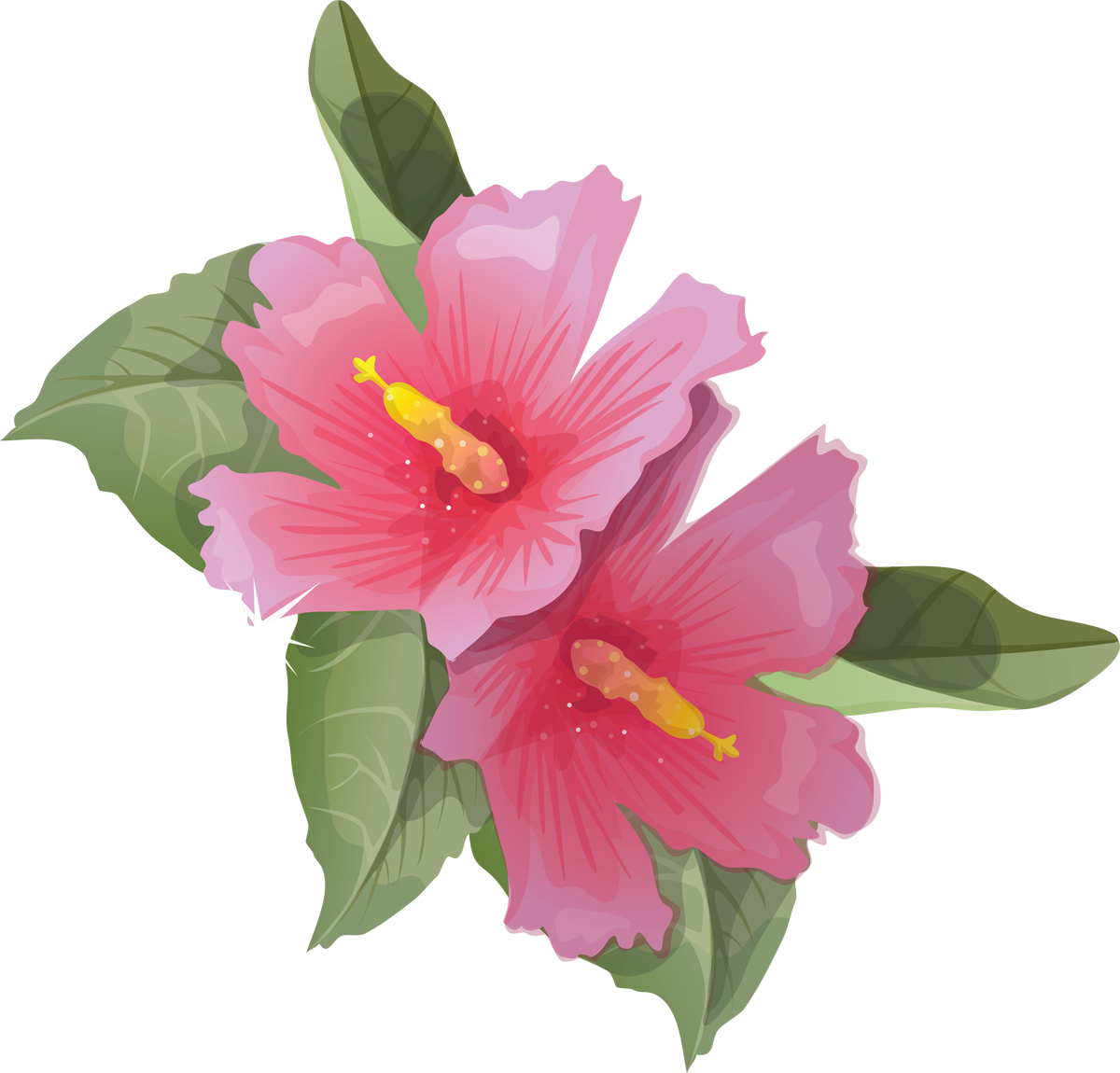 Vibrant Hibiscus Flowers Illustration