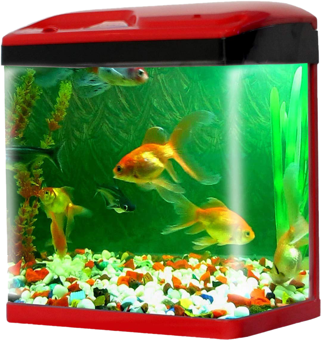 Vibrant Home Aquarium