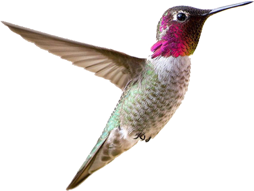 Vibrant Hummingbird In Flight.png