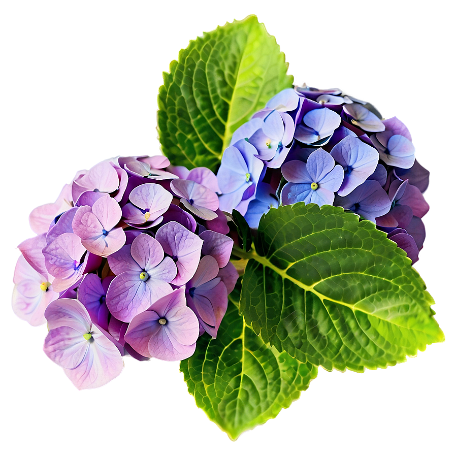 Vibrant Hydrangea Png Dwb21