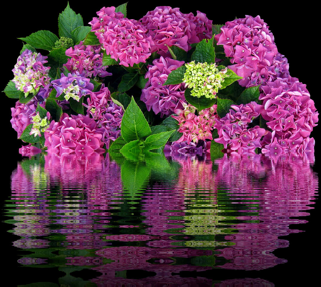 Vibrant Hydrangea Reflections