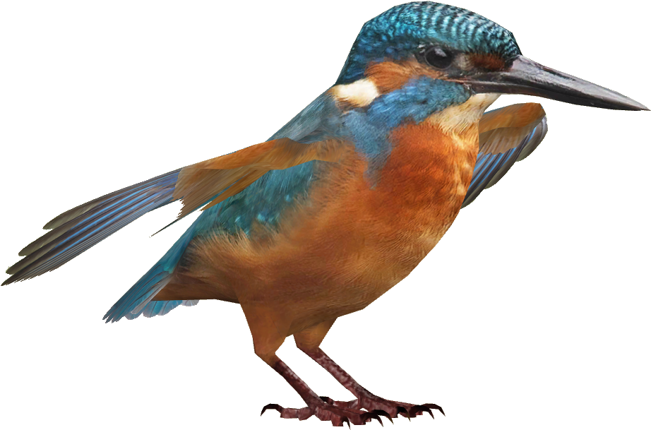 Vibrant Kingfisher Isolated