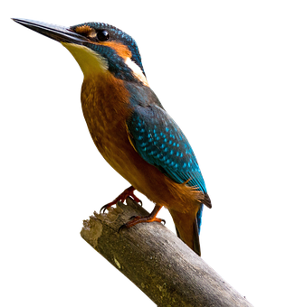 Vibrant Kingfisher Perched