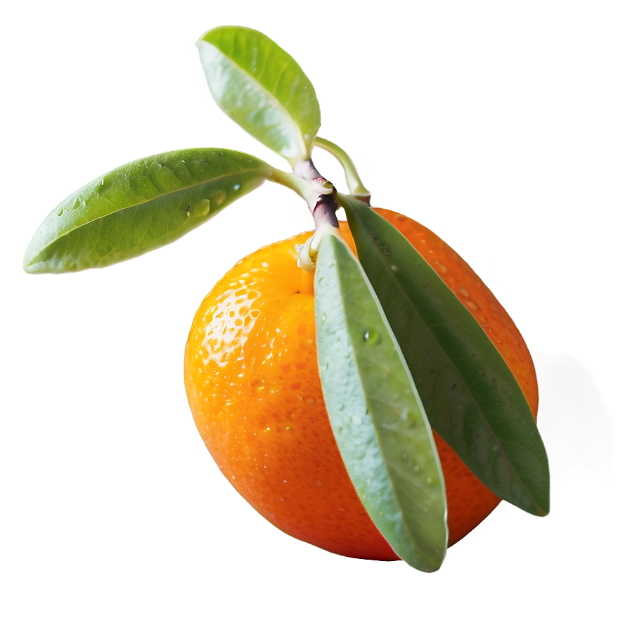 Vibrant Kumquat Png 06252024