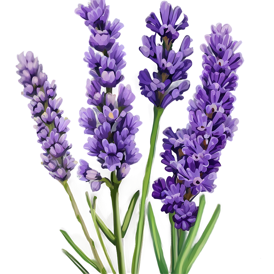 Vibrant Lavender Close-up Png 06282024