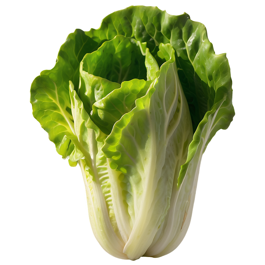 Vibrant Lettuce Png Scj