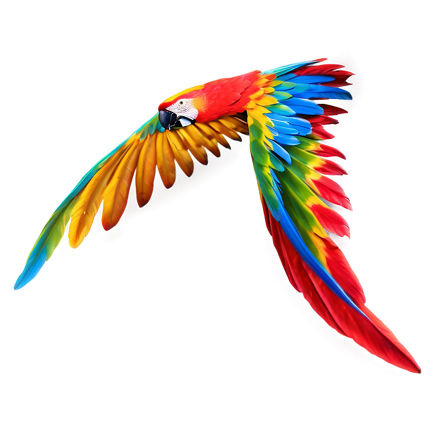 Vibrant Macaw Feather Png Hbm