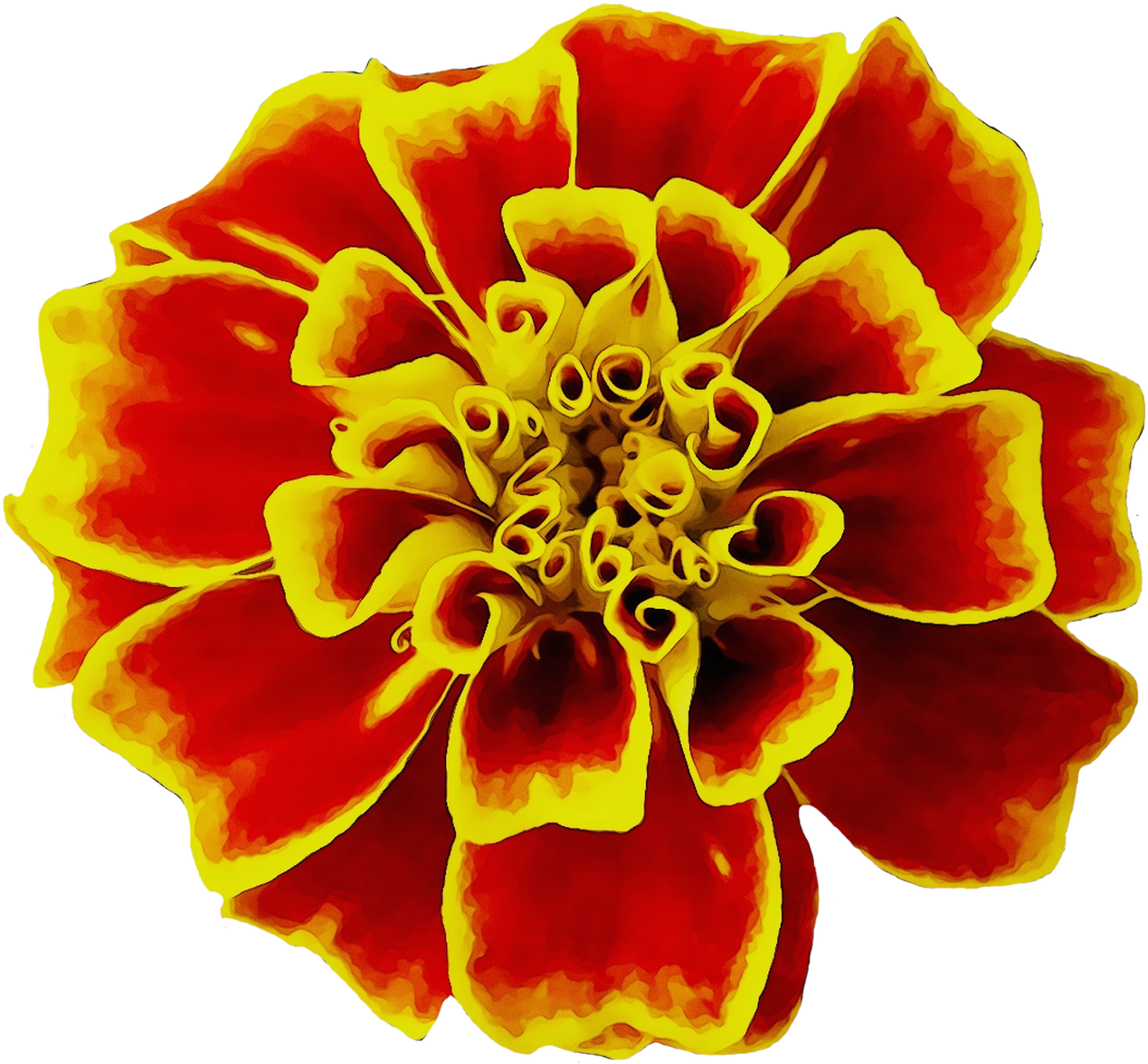 Vibrant Marigold Artwork