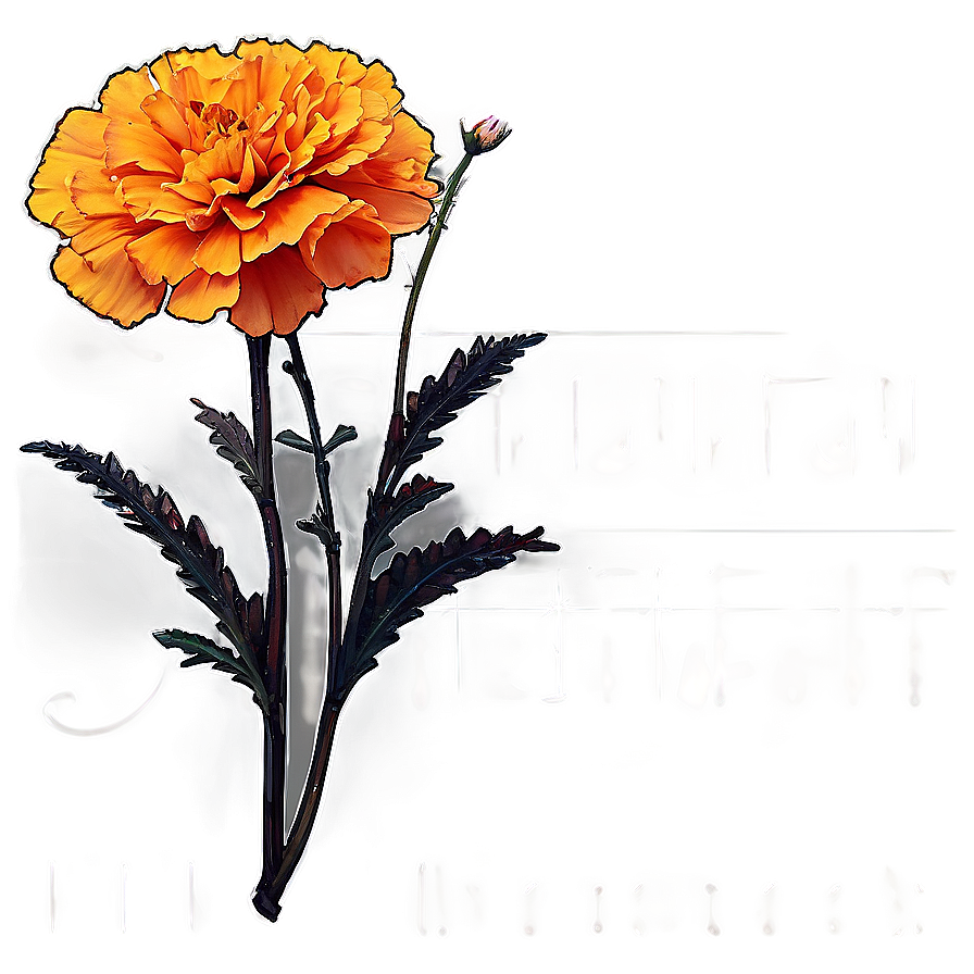 Vibrant Marigold Png Axy