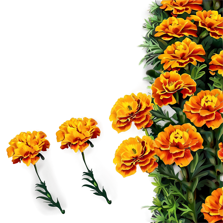 Vibrant Marigolds Garden Png Use14