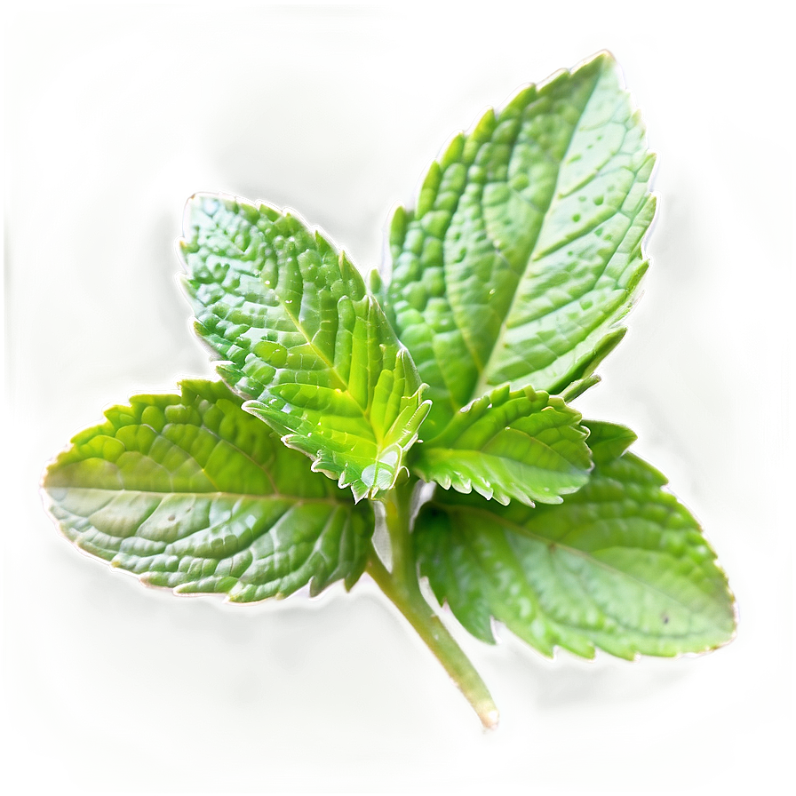 Vibrant Mint Leaf Png 06212024