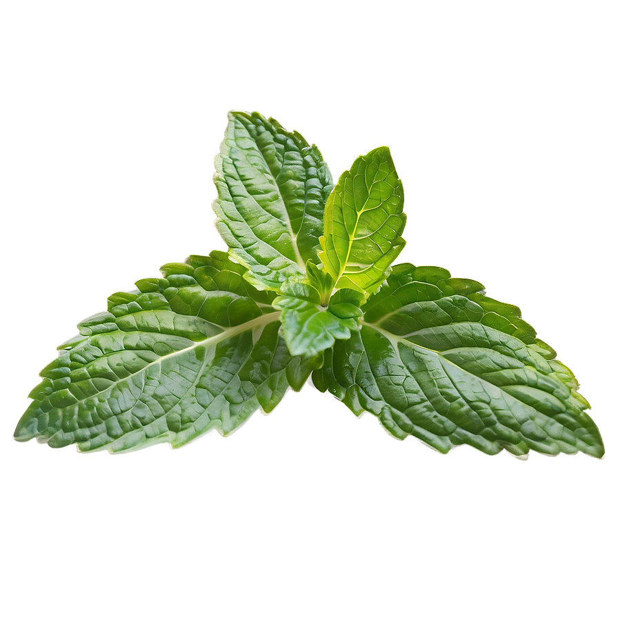 Vibrant Mint Leaf Png 18