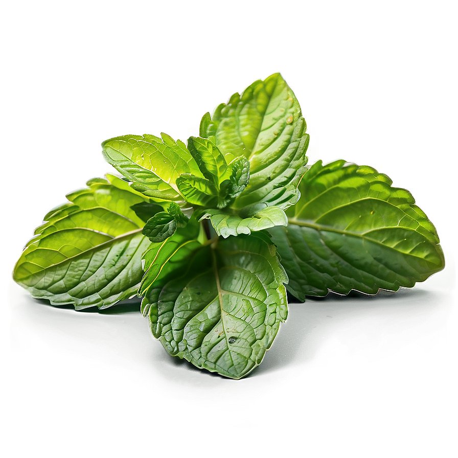 Vibrant Mint Leaves Png 82