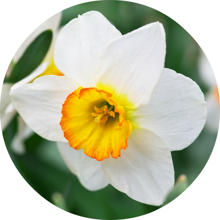 Vibrant Narcissus Flower