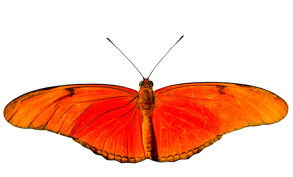 Vibrant_ Orange_ Butterfly_ Spread_ Wings.png