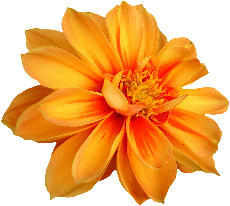 Vibrant Orange Dahlia Flower