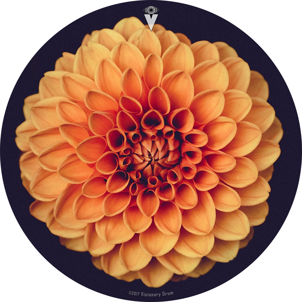 Vibrant Orange Dahlia Flower