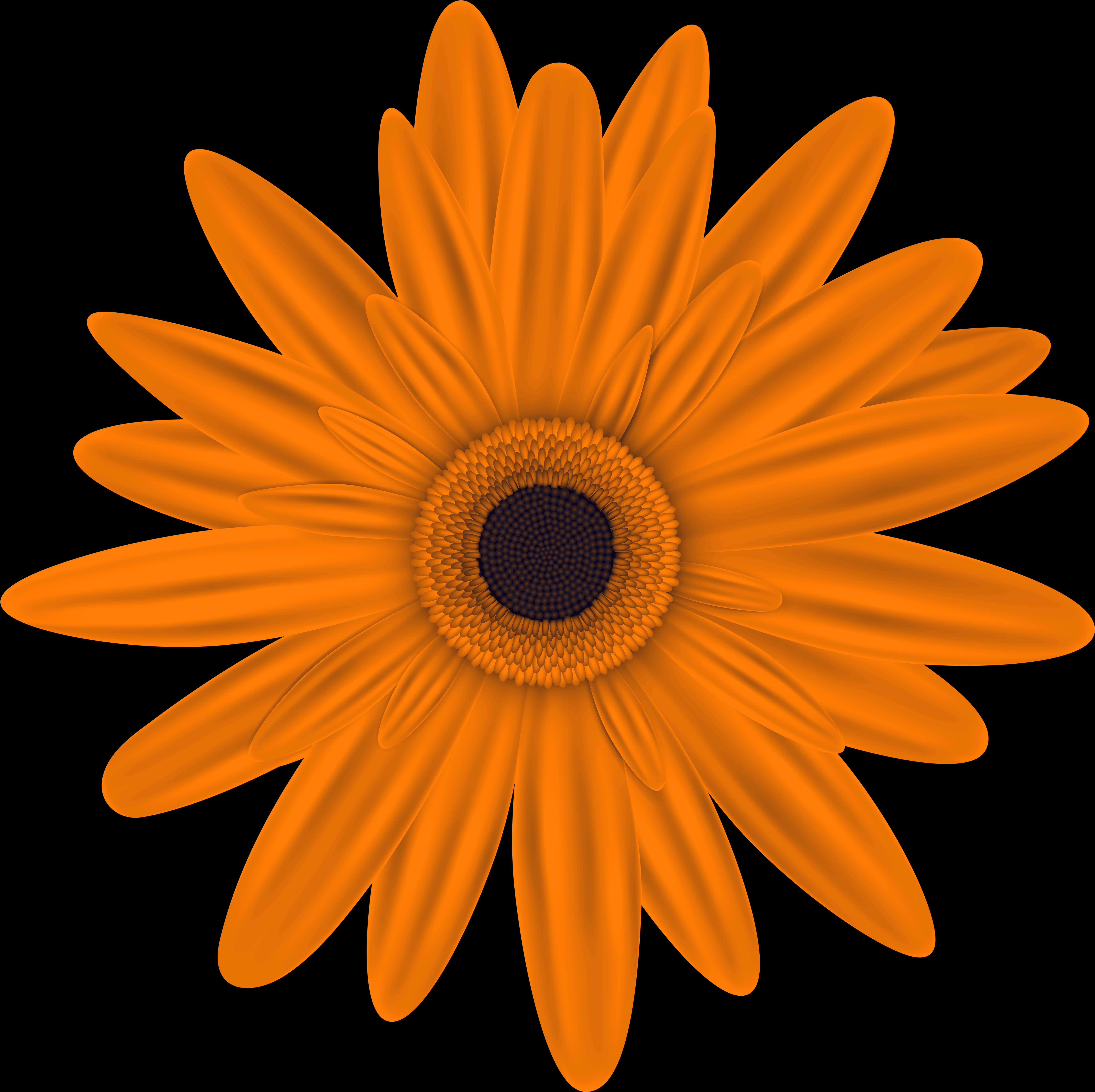 Vibrant Orange Daisy Black Background