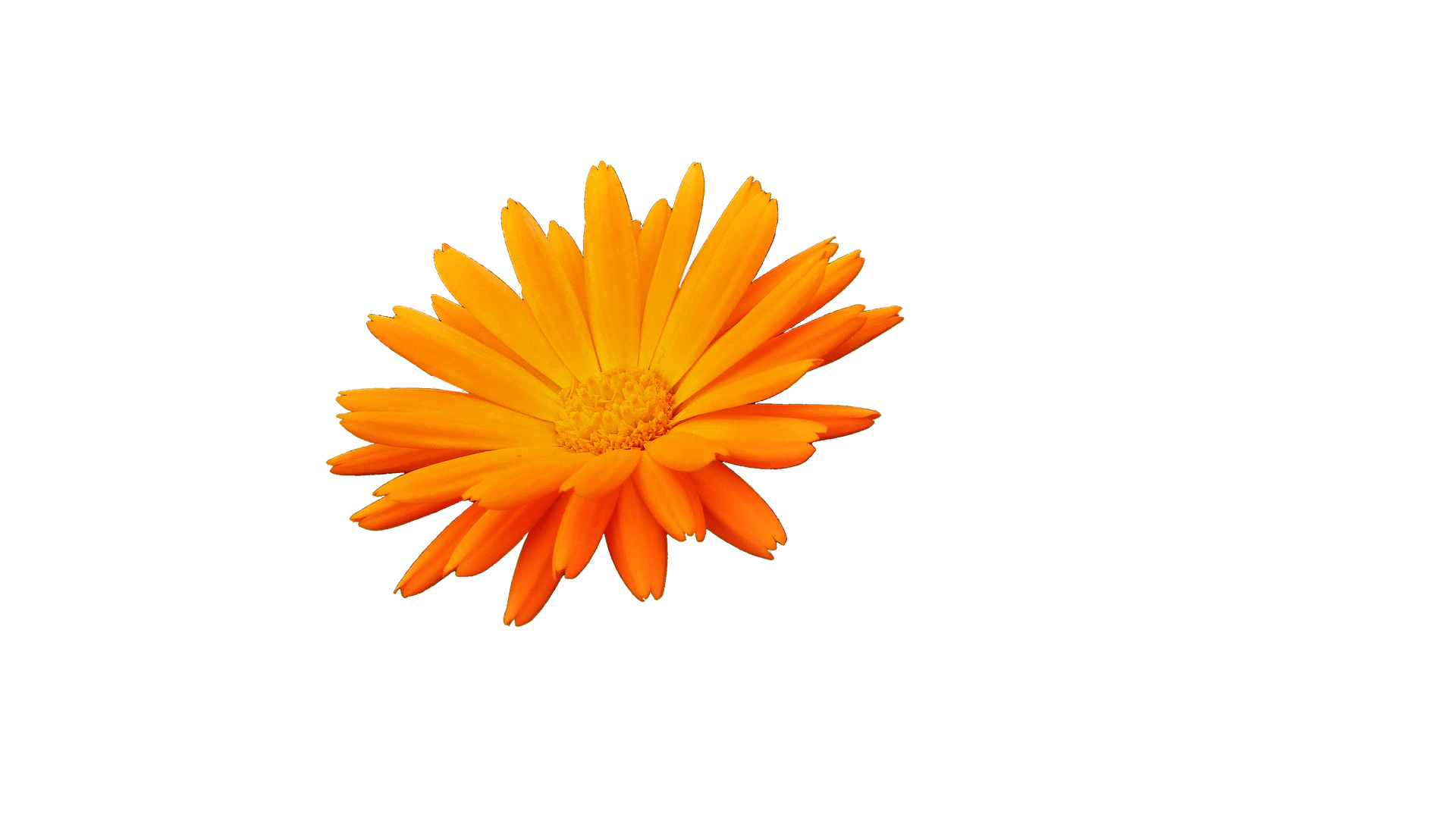 Vibrant Orange Flower Black Background