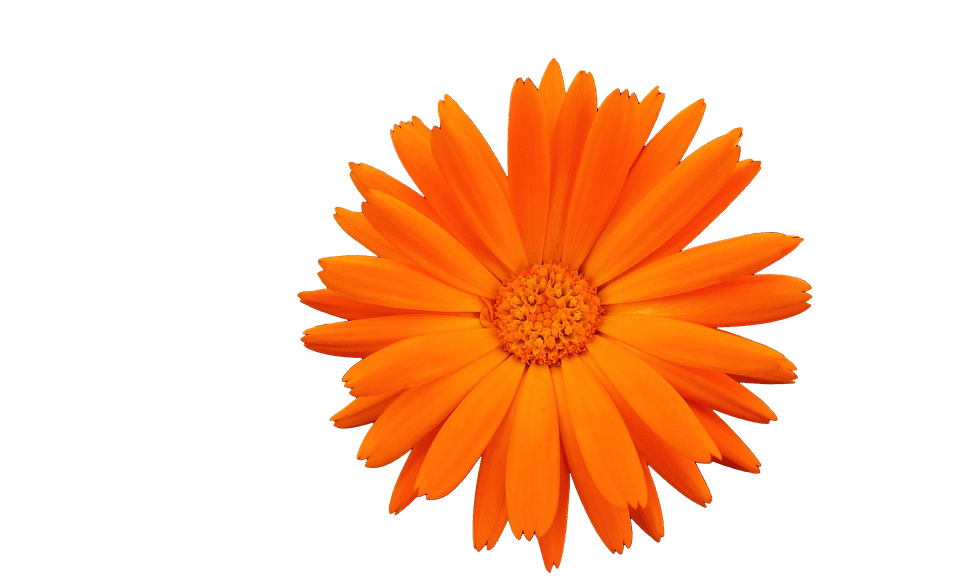 Vibrant Orange Flower Isolated