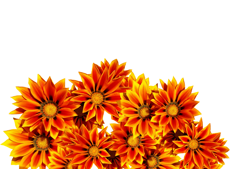 Vibrant Orange Gazania Flowers