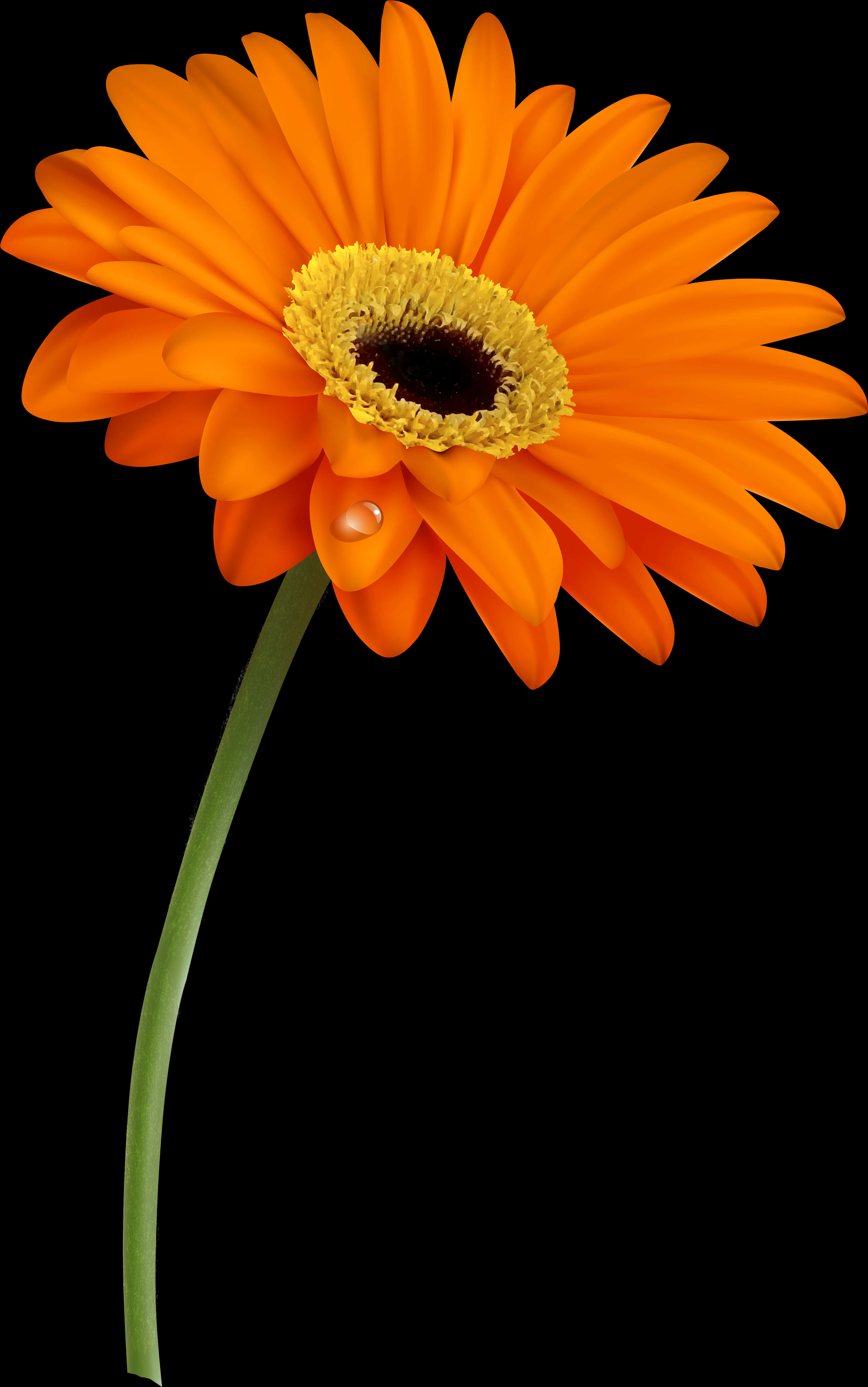 Vibrant_ Orange_ Gerbera_with_ Water_ Drop