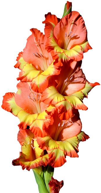 Vibrant Orange Gladiolus Flower