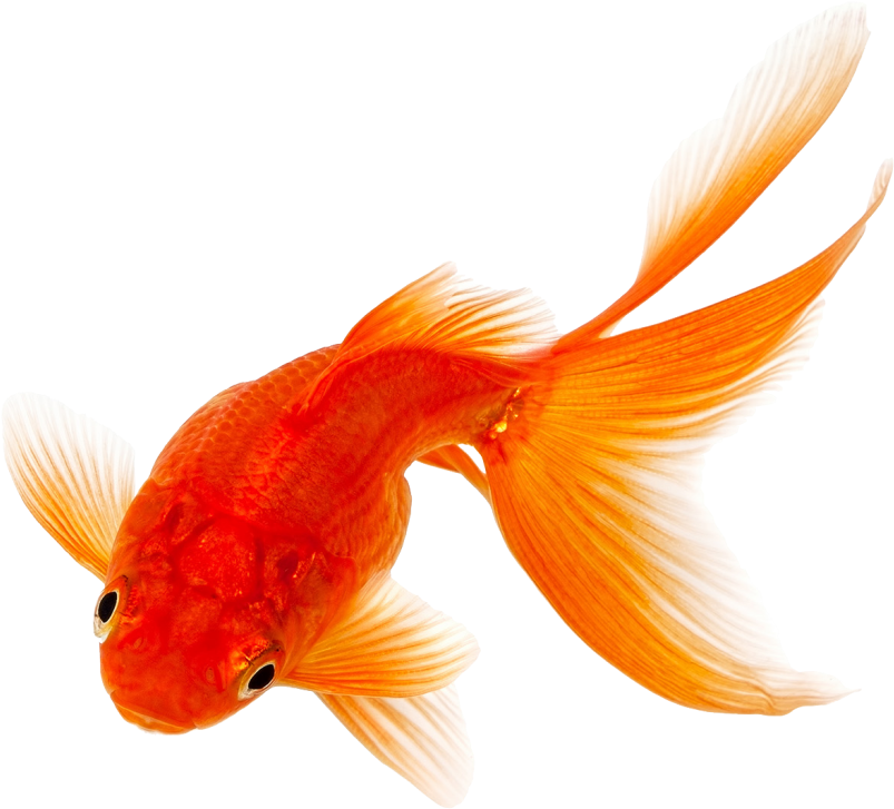 Vibrant Orange Goldfish.png