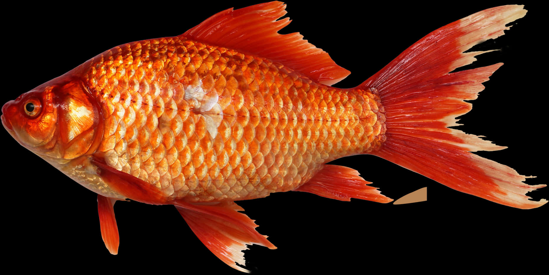 Vibrant Orange Goldfish