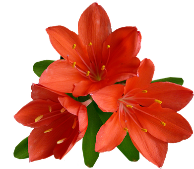 Vibrant Orange Lilies Black Background