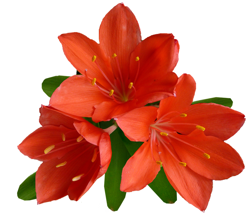 Vibrant_ Orange_ Lilies_ Transparent_ Background.png