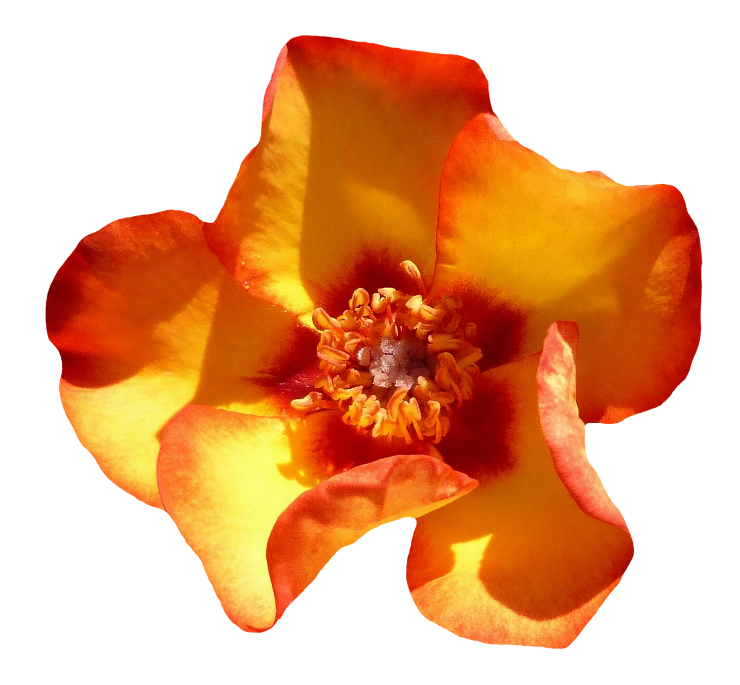 Vibrant Orange Marigold Flower