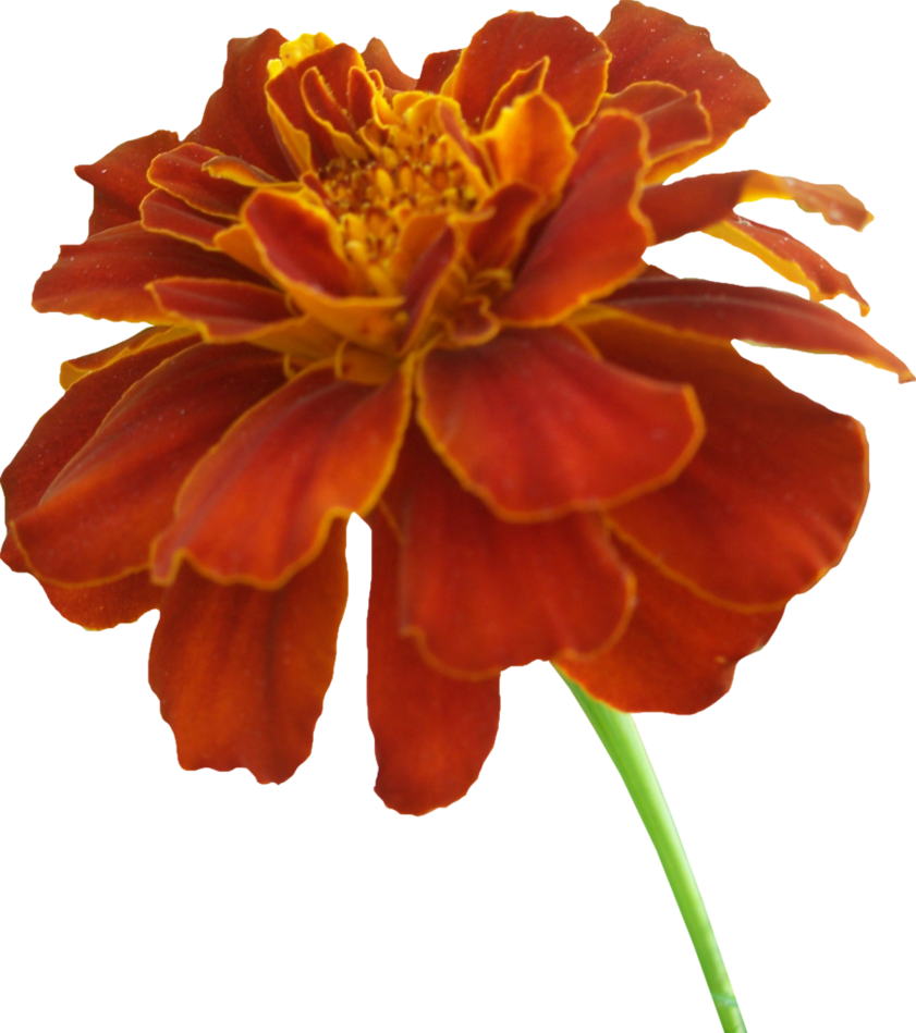 Vibrant Orange Marigold Flower