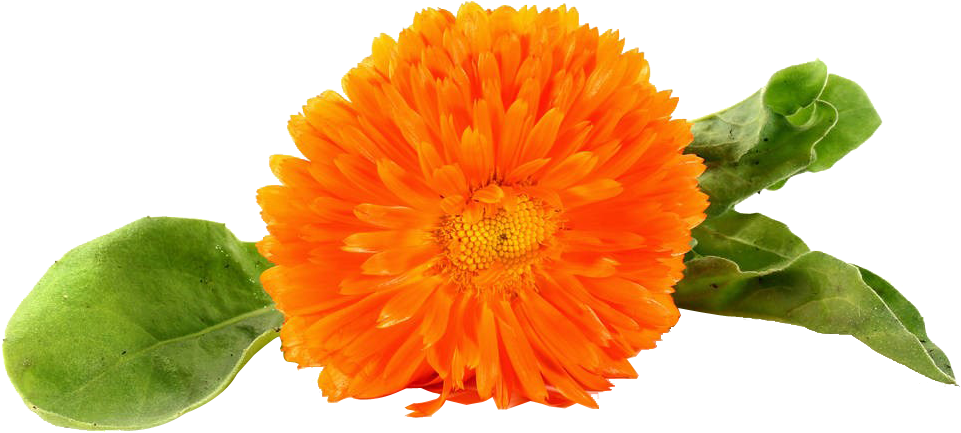 Vibrant Orange Marigold Flower.png