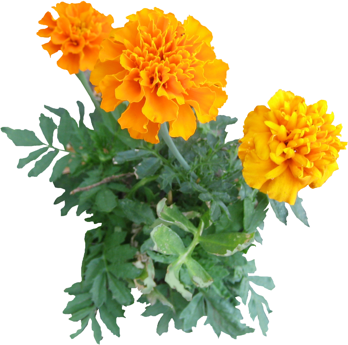 Vibrant Orange Marigolds.png