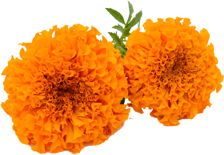 Vibrant Orange Marigolds.png