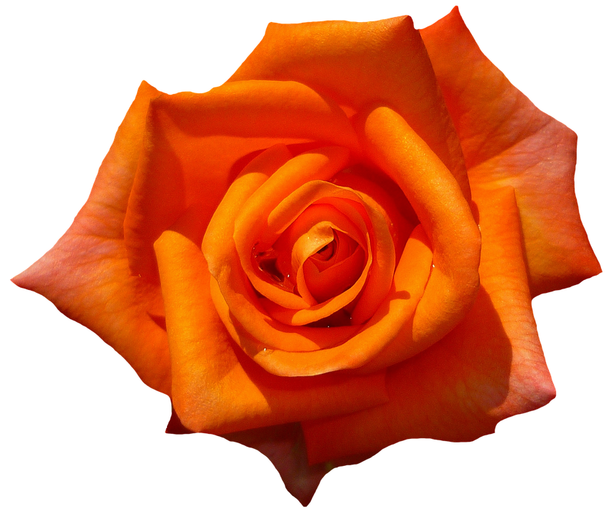 Vibrant Orange Rose