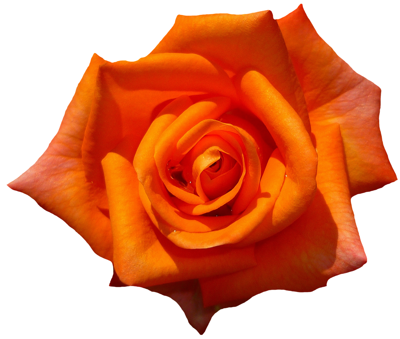 Vibrant Orange Rose Black Background