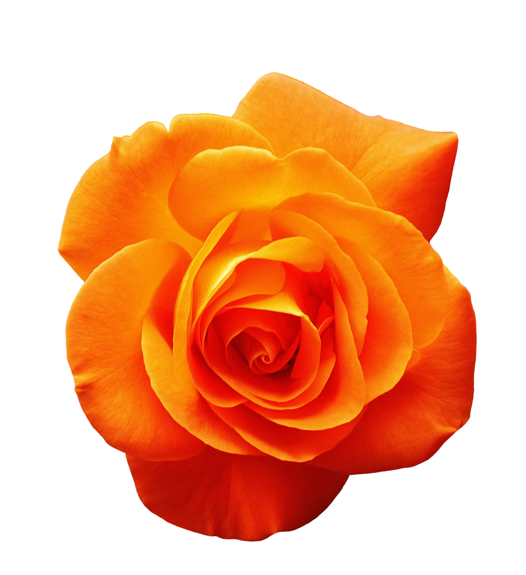 Vibrant Orange Rose Black Background.jpg